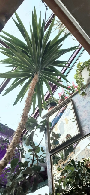 Wunderschöne große Yucca Palme  ca 4, 5  Meter hoch  Preis Verhandlungsbasis  Bild 3