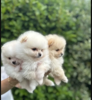 Reinrassige Zwergspitz Pomeranian Welpen!
