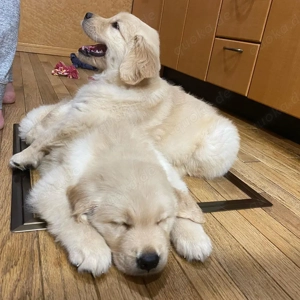 süßen Golden-Retriever