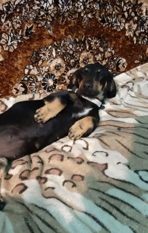 Nikki  - Kuschel-Dackel Mischling sucht ein liebevolles Zuhause! 