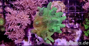 Weichkorallen, Gorgonien, Krusten, Scheibenanemonen Meerwasser Korallenableger