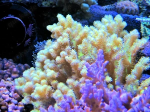 Korallenableger- Sclerophytum ( Sinularia s)