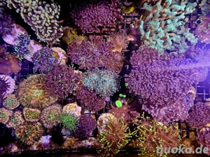 Euphyllia Hellfire,Golden Nugget, Paraancora Meerwasser Korallenableger