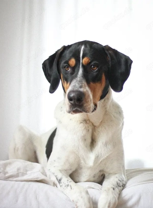 Lasse, große Schönheit, ca. 2 Jahre, 67 cm, 35 kg *Tierschutz* *in 34128 Kassel*