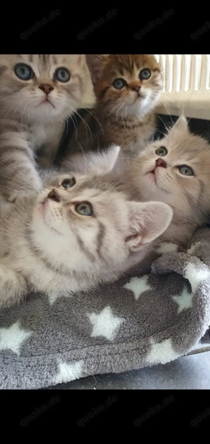 Verkaufe BKH persische Kitten 