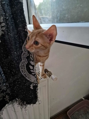 DaVinci-kleiner Kater ganz groß!