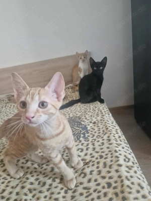 DaVinci-kleiner Kater ganz groß!