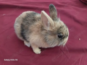 Zwergkaninchen