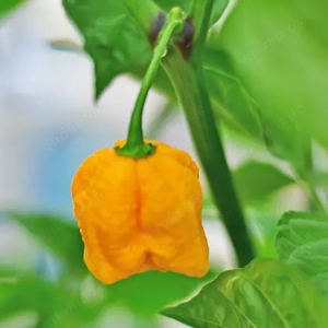 10 x Chilisamen  Carolina Reaper Yellow  | Die blonde Bestie