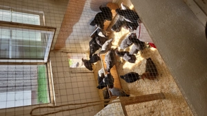 Junghennen Zwg . Australorps und Kraienköppe 