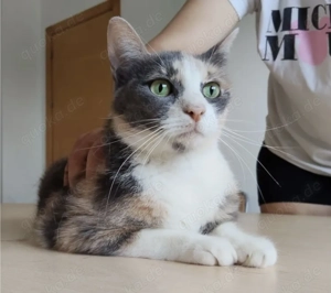 TRINITY- gesellig, selbstbewusst, unabhängig Bild 2