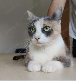 TRINITY- gesellig, selbstbewusst, unabhängig Bild 3