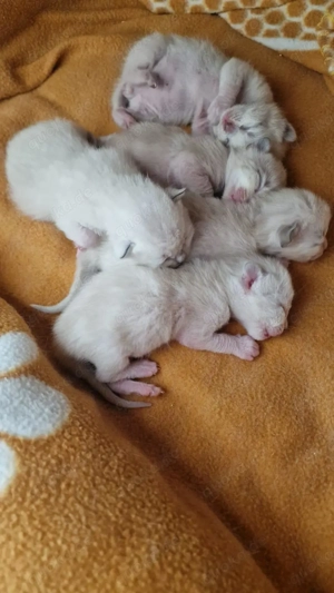 Deckkater Heilige Birma