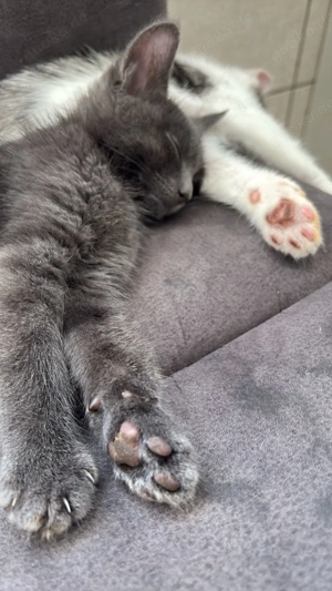 Main coon Mix grau kitten Babykatze  Bild 4