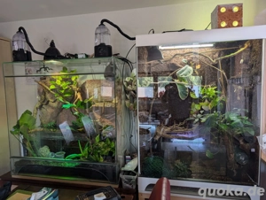 Chamälions Jemen mit oder ohne Glasterrarium zu verkaufen 