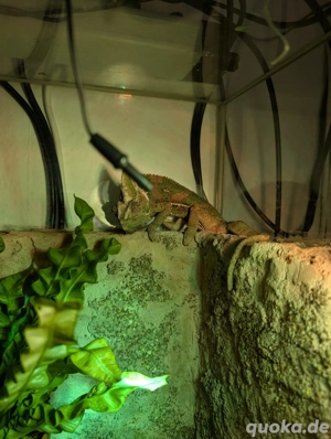 Jemenchamälion männlich mit oder ohne Glasterrarium zu verkaufen 