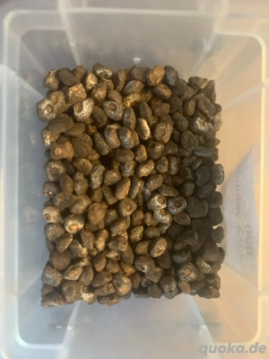 Bananensamen und andere Exoten