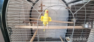 Halsbandsittich weiblich 