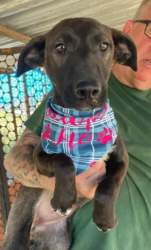 Nati, z. Zt. in Ungarn, ist ein zauberhaftes, verspieltes, freundliches und neugieriges Wesen.