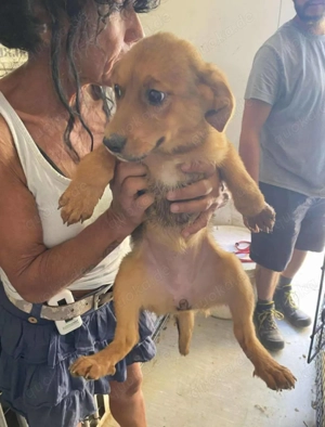 Vilmos, z. Zt. in Ungarn, ist neugierig auf das Leben und einfach herrlich unbedarft.