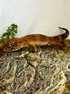 Electric mandarin tangerine Leopardgecko Männchen Bild 2