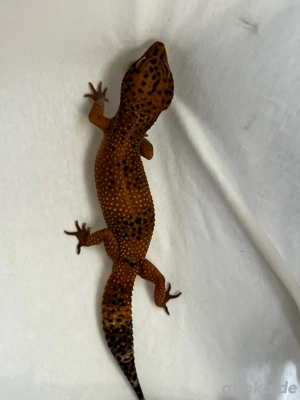 Electric mandarin tangerine Leopardgecko Männchen