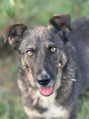 Zauberhafte Veia  Bild 2