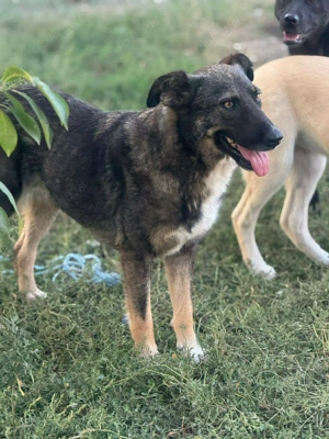 Zauberhafte Veia  Bild 5