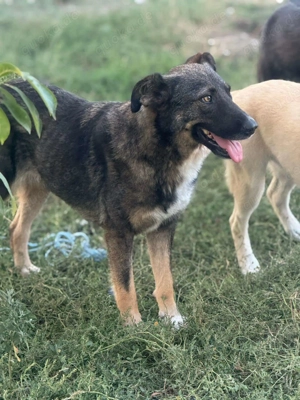 Zauberhafte Veia  Bild 6