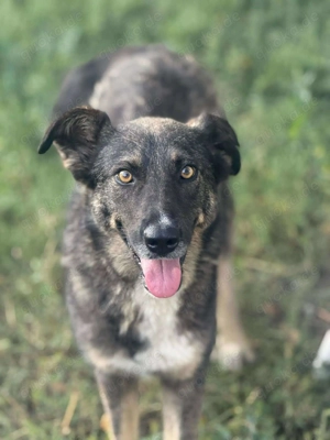 Zauberhafte Veia  Bild 4