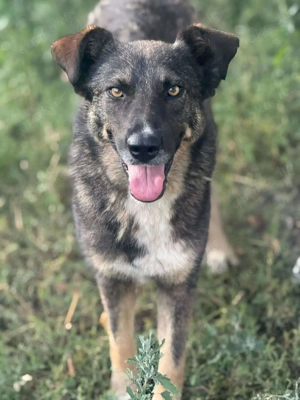 Zauberhafte Veia  Bild 3