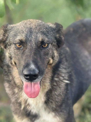 Zauberhafte Veia  Bild 7