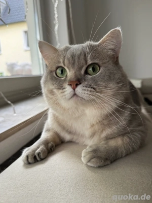 BKH-Deckkater   erfahren und liebevoll