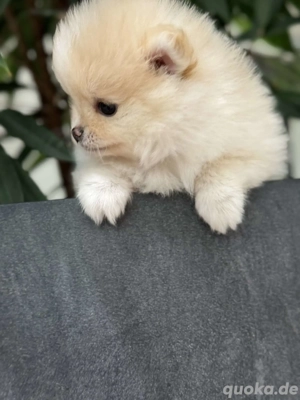 Reinrassige Pomeranien Spitz Rüden 