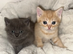  Zauberhafte BKH-Mix Kitten suchen liebevolles Zuhause 