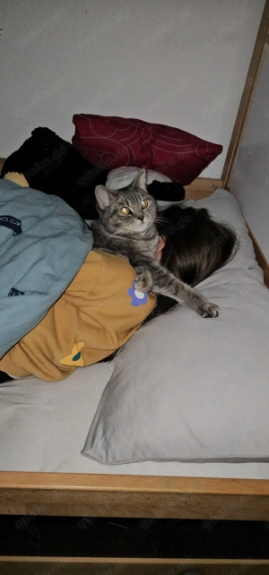   Britisch Kurzhaar   1,5 Jahre jung   Liebes Zuhause gesucht  