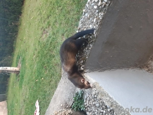 Frettchenwelpen abzugeben  Bild 4