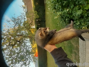 Frettchenwelpen abzugeben  Bild 3