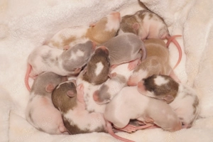 Zuckersüsser Rattennachwuchs aus lievevoller Zucht Bild 4