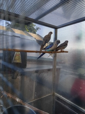 Rosella blaupastell,  zimtblau Weißflügel