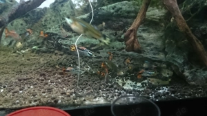 Guppys zu verschenken