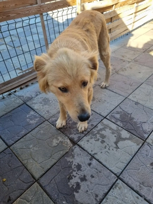 Miorita sucht ein warmes Plätzchen! Bild 3