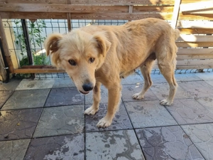 Miorita sucht ein warmes Plätzchen! Bild 5