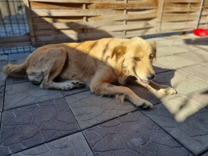 Miorita sucht ein warmes Plätzchen! Bild 4