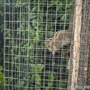 Baumstreifenhörnchen Hannover  Bild 4