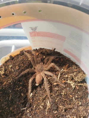 Chilobrachys dyscolus (black) 1.0