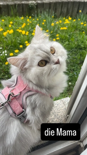 Kitten abgabebereit Britisch kurzhaar  langhaar