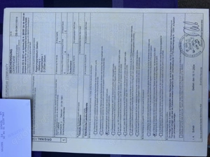 Dalmatinische Landschildkröte weiblich Hercegovinensis 