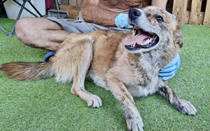 Simba sucht jemanden zum Kuscheln