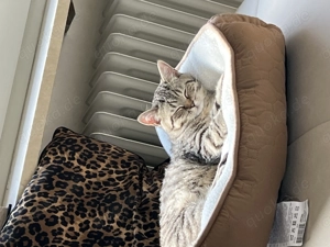 Verspielter BKH 30. März geboren komplett geimpft + Zubehör